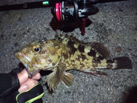 2022/12/15 南港ライトゲーム釣行…