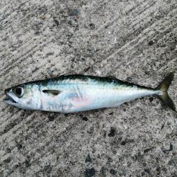 青物チャレンジ