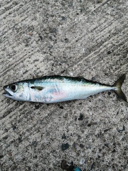 青物チャレンジ