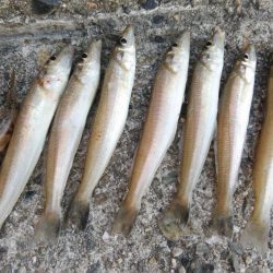 播磨新島のキス調査