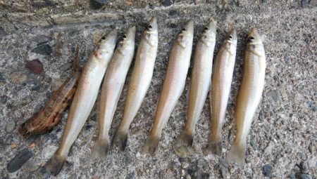 播磨新島のキス調査