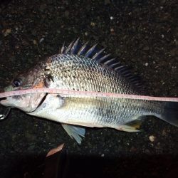 2022/12/26 南港ヘチ釣り釣行