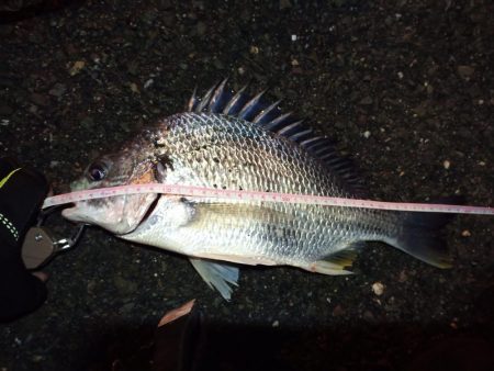 2022/12/26 南港ヘチ釣り釣行