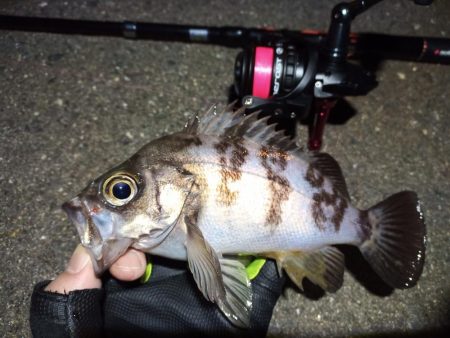 2022/12/27 南港ライトゲーム釣行…