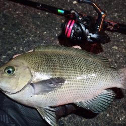 2022/12/28 南港ライトゲーム釣行