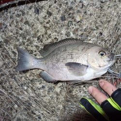 2022/12/31 南港ライトゲーム釣行