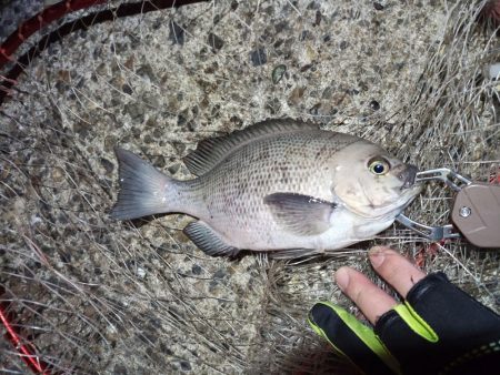 2022/12/31 南港ライトゲーム釣行…