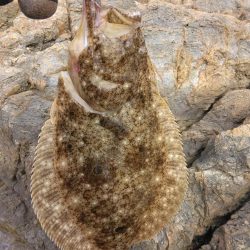 釣り納めでヒラメ4匹