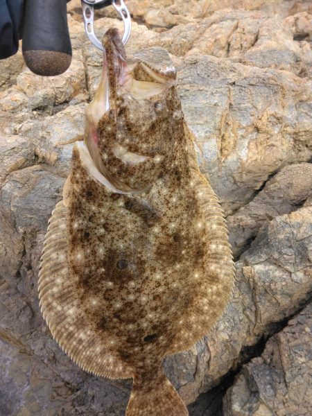 釣り納めでヒラメ4匹