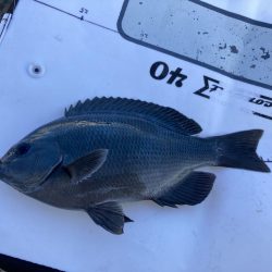 師走のグレ狙い