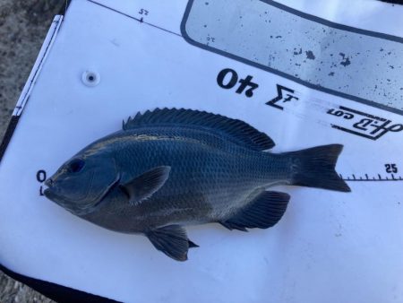 師走のグレ狙い