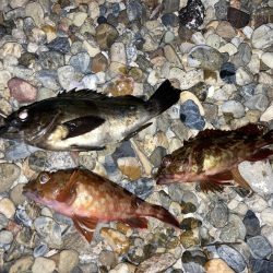 メバルにカサゴ