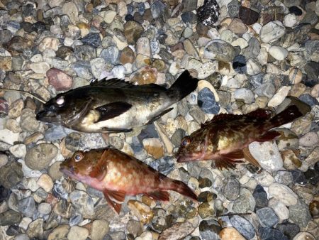 メバルにカサゴ