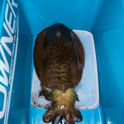 アオリイカ釣行