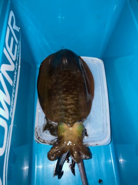 アオリイカ釣行