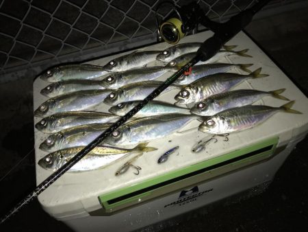 青物が終わって