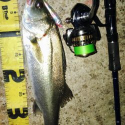 ぶら小河川調査！