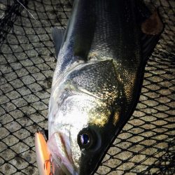 ぶらシーバス!!