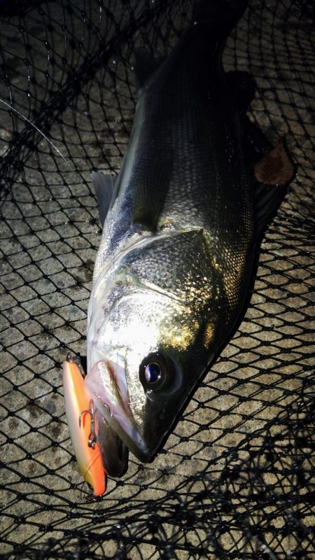 ぶらシーバス!!