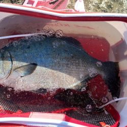 和歌山市江(吉丸渡船)で磯フカセ