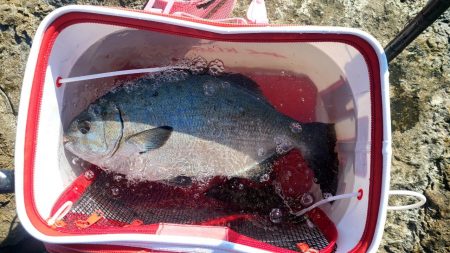 和歌山市江(吉丸渡船)で磯フカセ