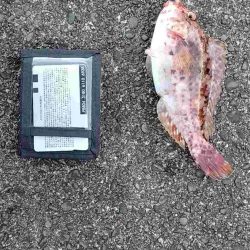 2022年納竿釣行伊豆大島