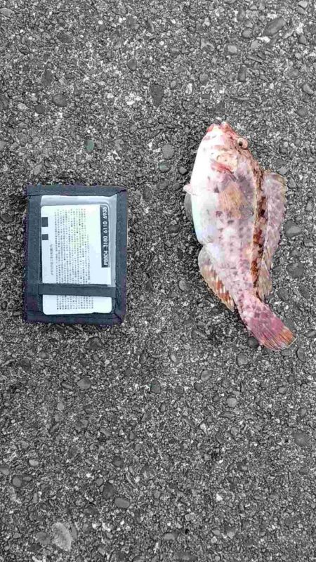 2022年納竿釣行伊豆大島