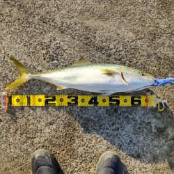 まだまだ青物！カワハギも！