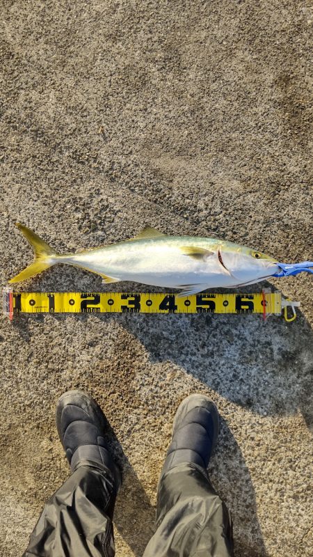 まだまだ青物！カワハギも！