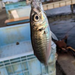 釣り納めアジング