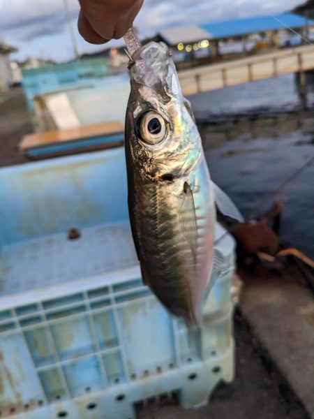 釣り納めアジング