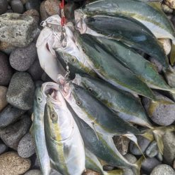 イワシ付き青物爆発