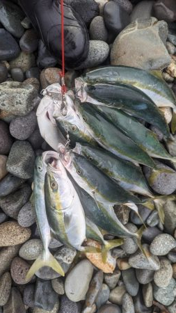 イワシ付き青物爆発