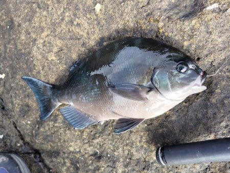 寒グレシーズン開幕