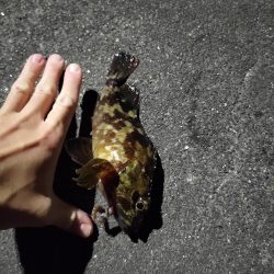 平日のちょい釣り