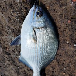 深棚で寒グレ狙い撃ち