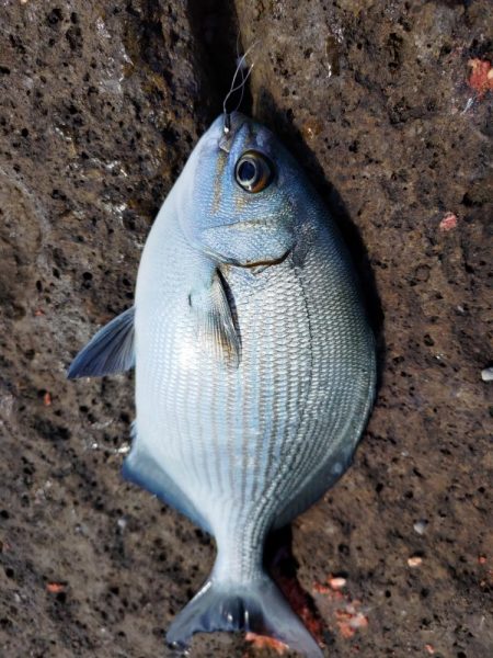 深棚で寒グレ狙い撃ち