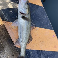 尼崎 冬のエビ撒き釣り