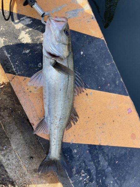 尼崎 冬のエビ撒き釣り