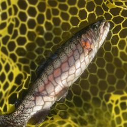 BerryPark in FISH ON！王禅寺