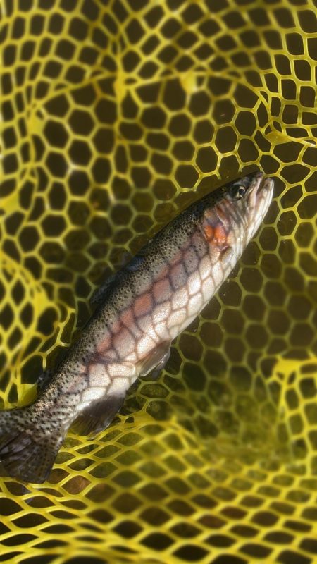 BerryPark in FISH ON！…