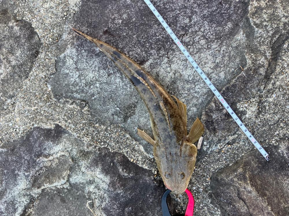 マゴチ釣り