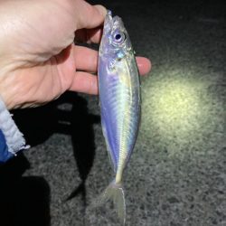 好調ライトゲーム