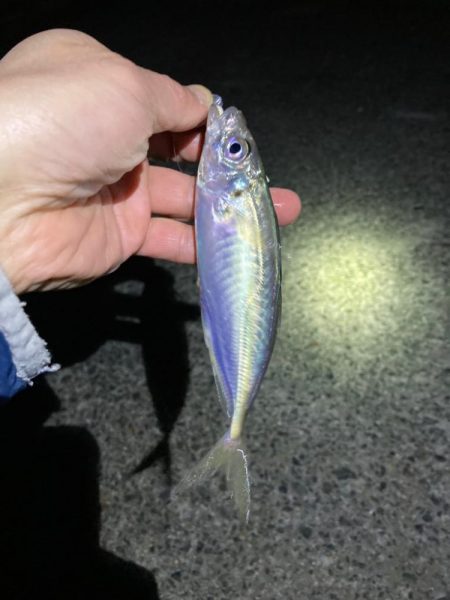 好調ライトゲーム