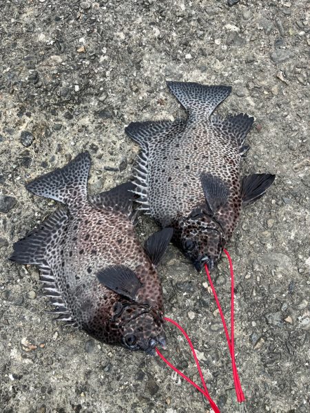 宇佐の沖堤防釣り