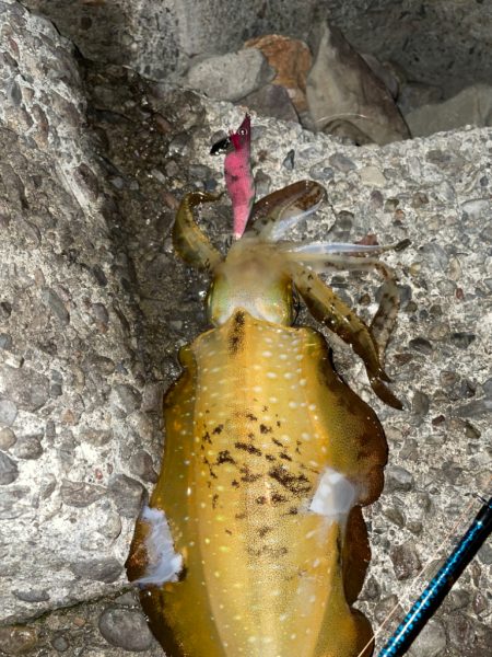 前の投稿ですみません！