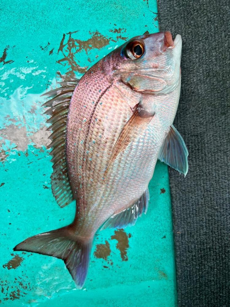 ひとつテンヤ真鯛、大原沖午後便