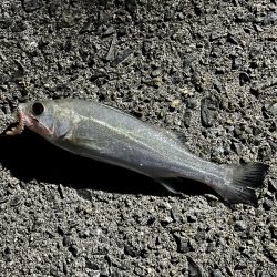 シーバス＋ちょい投げ