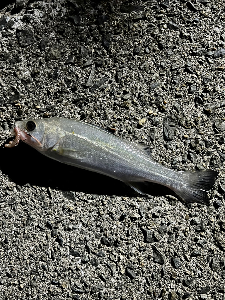 シーバス＋ちょい投げ