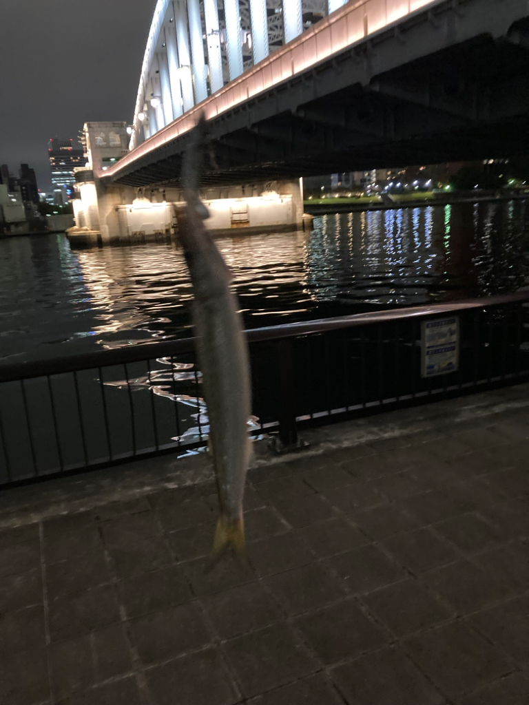 大都会カマス釣り